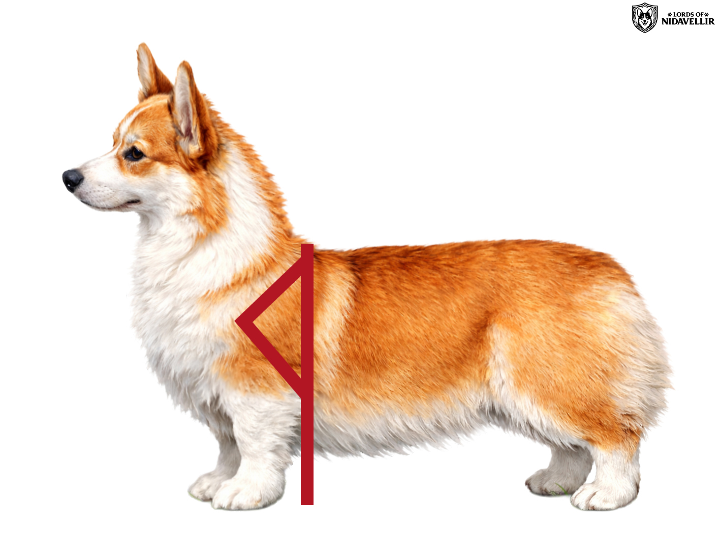 Słabo zaznaczony kłąb i krótka łopatka